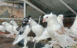 Pigeons birds for sale: Pigeon for sale - Image 6