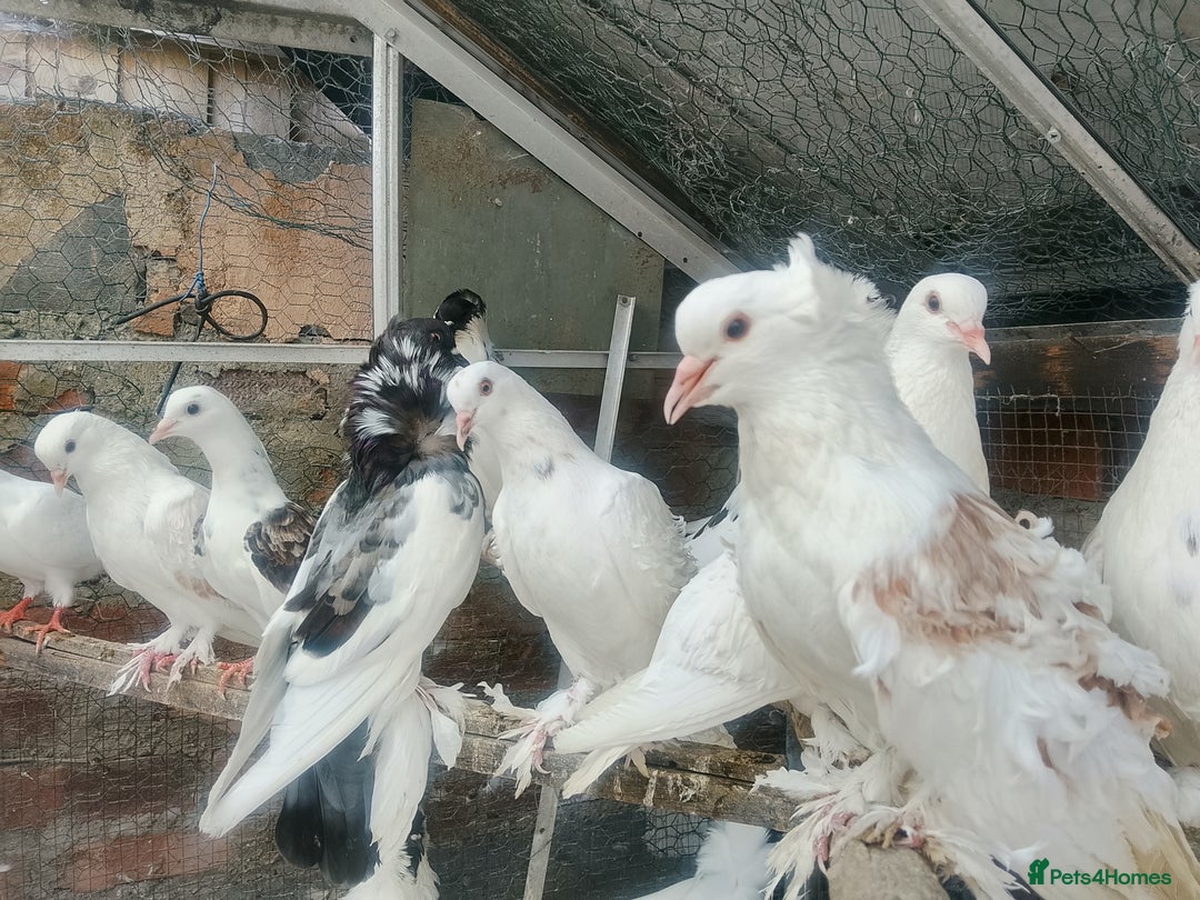Pigeons birds for sale: Pigeon for sale - Image 6