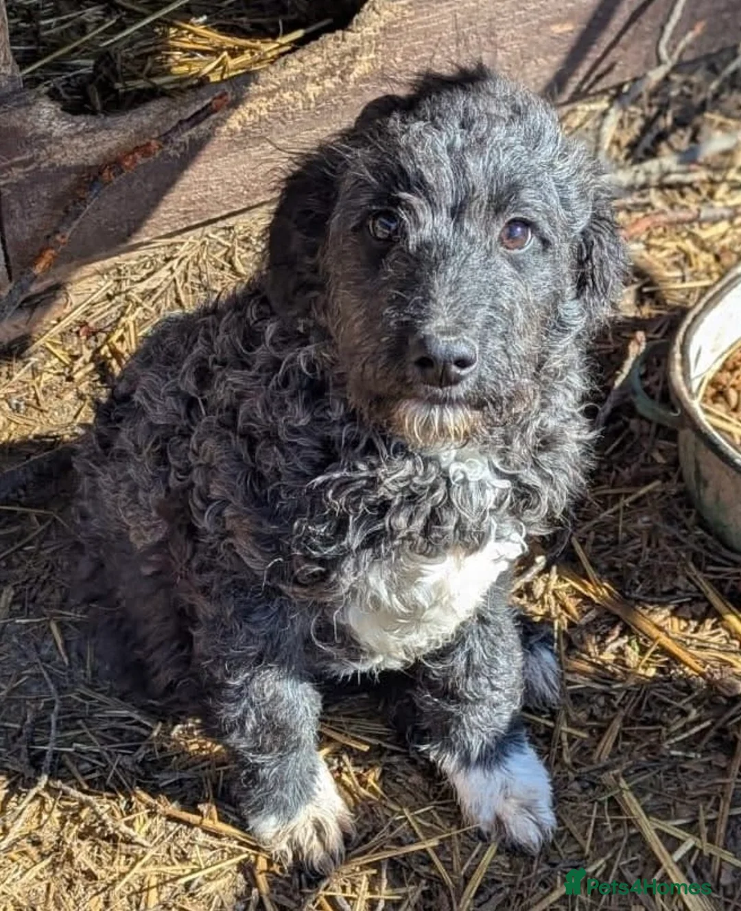 Mixed Breed dogs for adoption: Flurry  - Advert 1