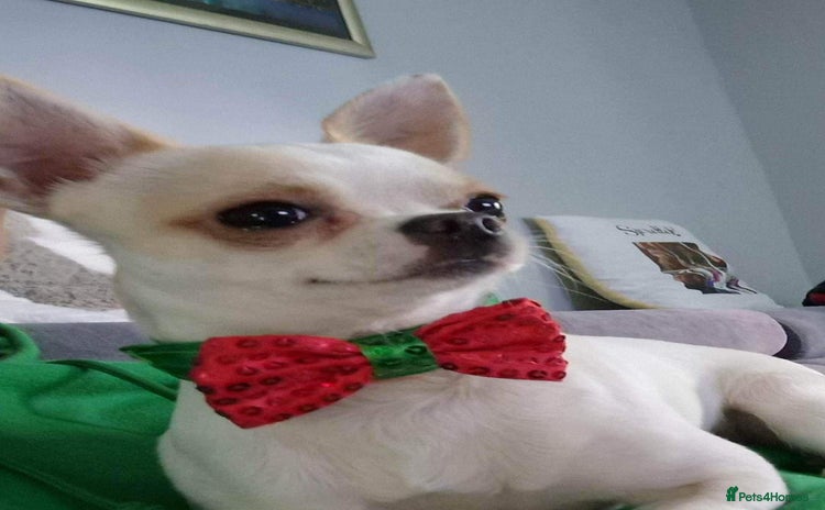 Chihuahua dogs - Advert 1