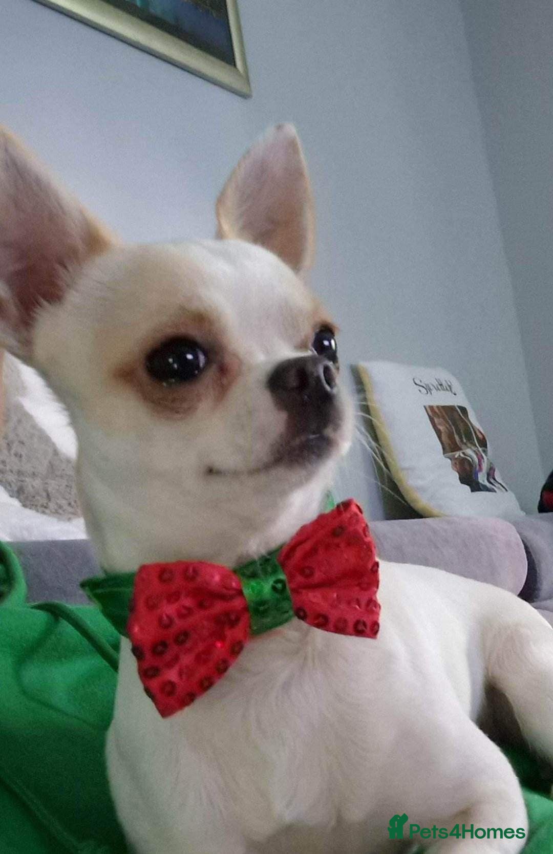Chihuahua dogs for stud: Friendly Chihuahua for stud dog - Image 1