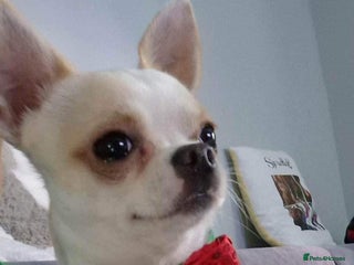 Chihuahua dogs - Advert 13