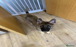 German Shepherd dogs for sale: German Shepherd puppies  - Image 3