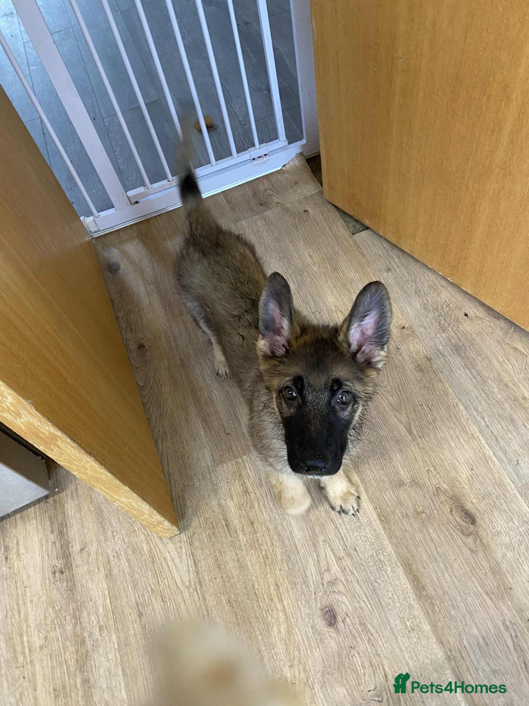 German Shepherd dogs for sale: German Shepherd puppies  - Image 3