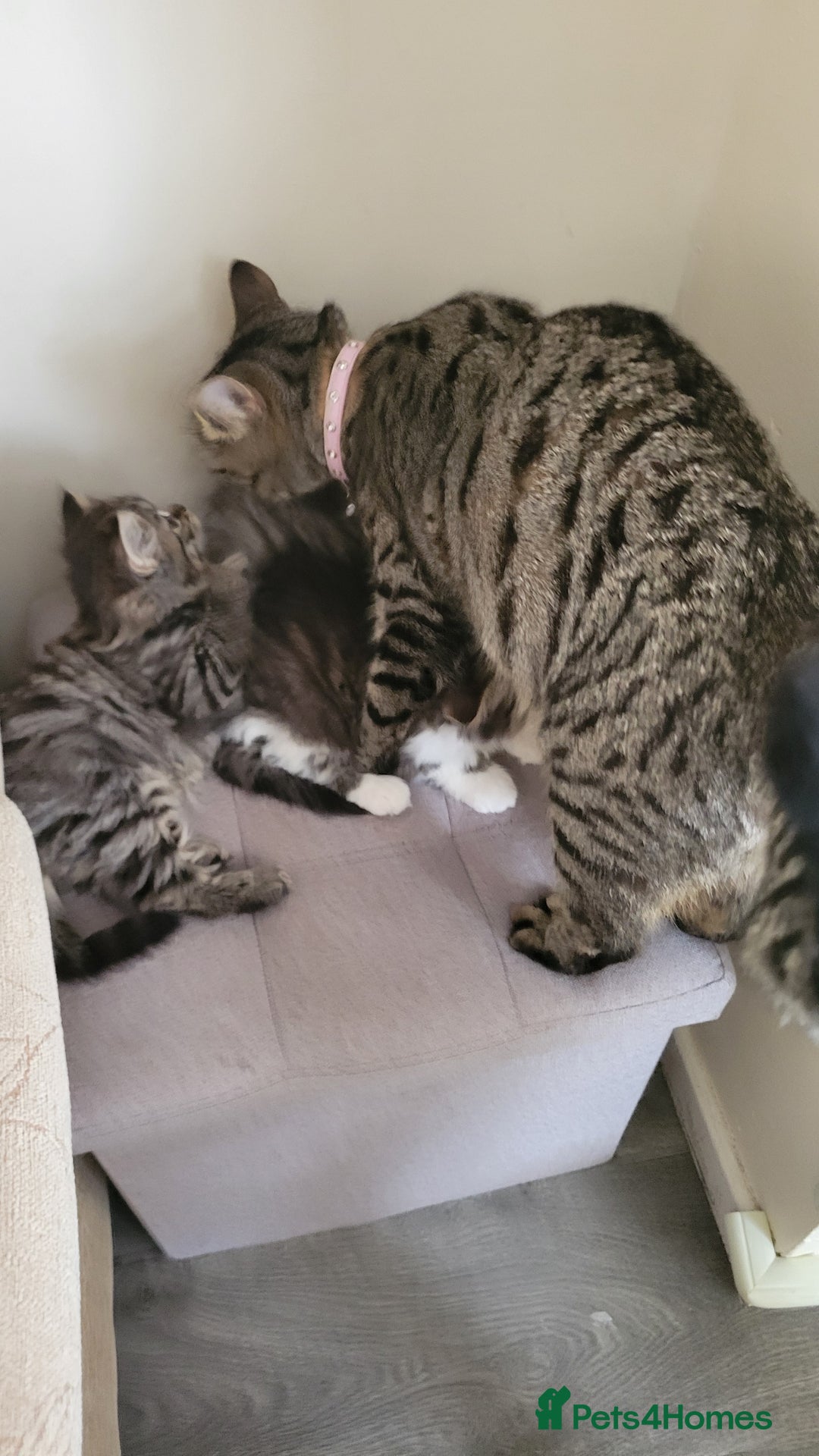 British Shorthair cats for sale: British Short-hair kittens - Image 4