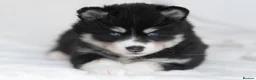 Pomsky dogs for sale: F3 Pomsky puppies from fully health tested parents - Advert 6