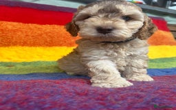Cockapoo dogs for sale: Cockapoo puppies beautiful colours  - Image 2