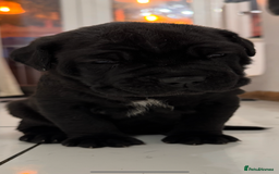 Neapolitan Mastiff dogs for sale:  Neapolitan mastiff puppies Newcastle  - Image 1