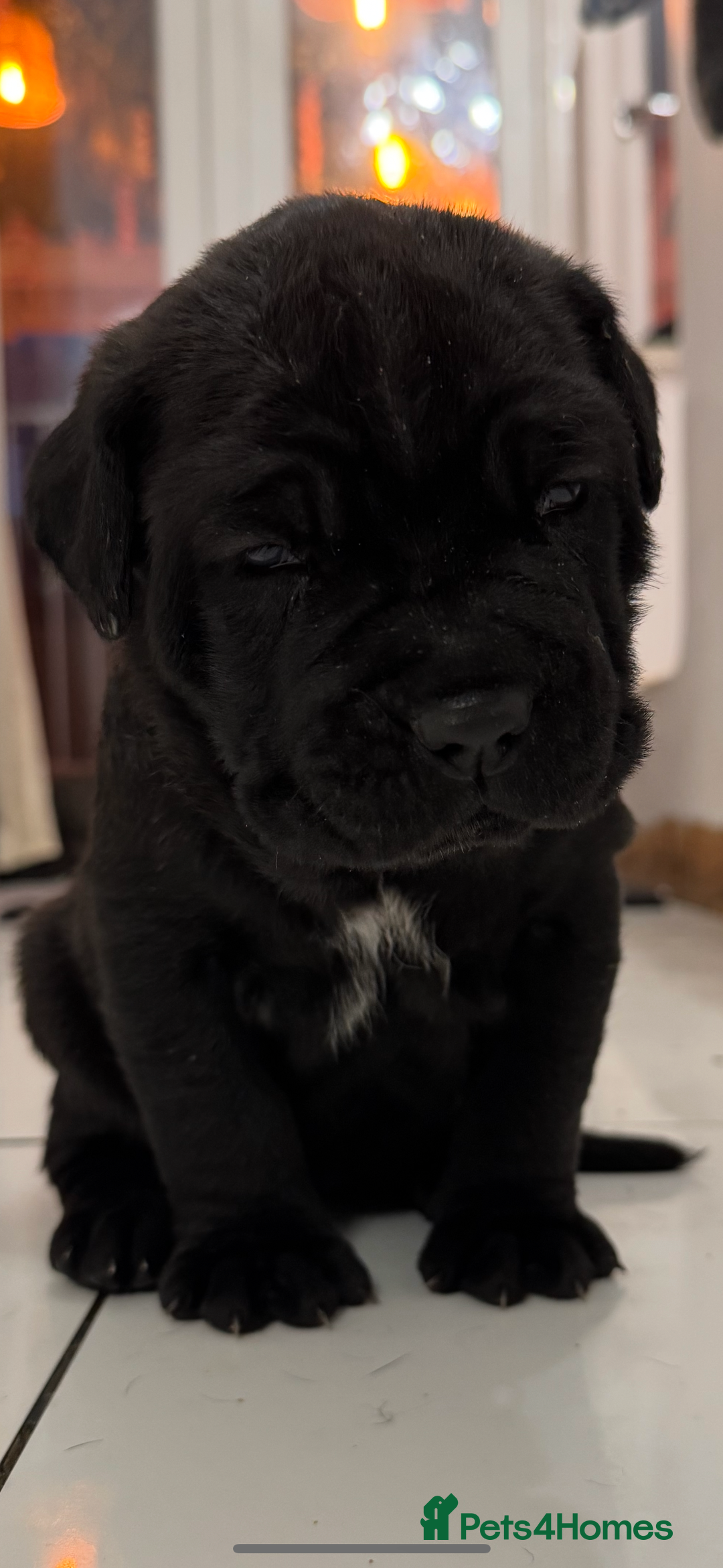 Neapolitan Mastiff dogs for sale:  Neapolitan mastiff puppies Newcastle  - Image 1