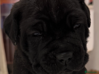 Neapolitan Mastiff dogs - Advert 2