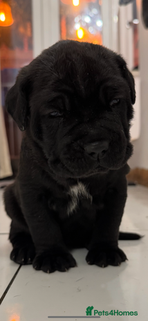 Neapolitan Mastiff dogs - Advert 1