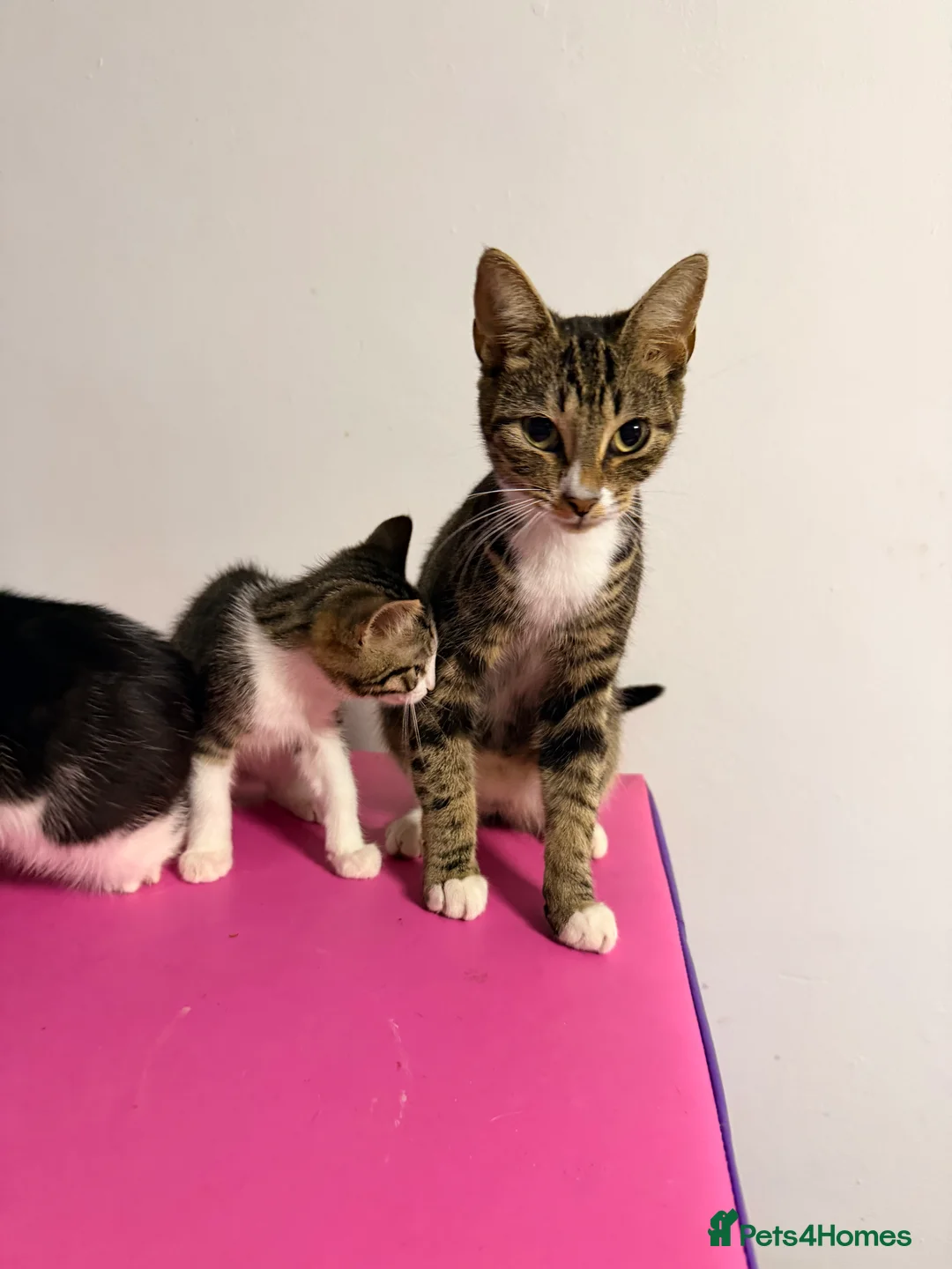 Mixed Breed cats for sale: Beautiful kittens - Advert 2