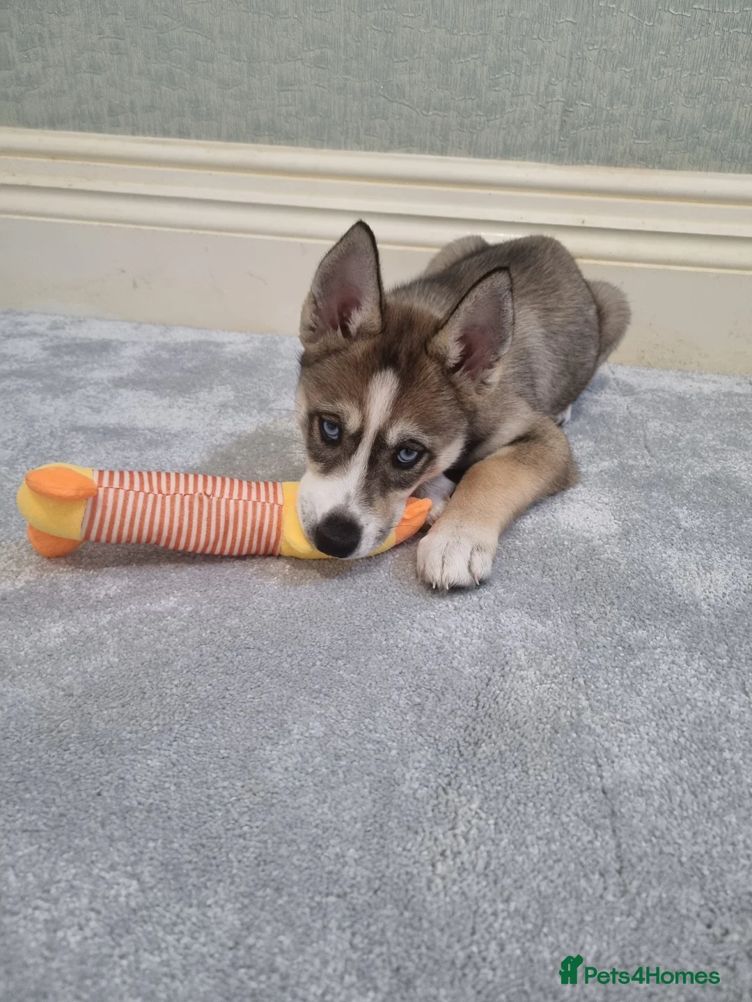 Siberian Husky dogs for sale: Rare Grey Agouti siberian husky  💖 fully insured - Advert 18