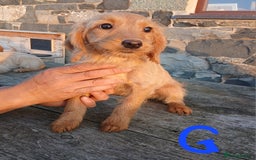 Labradoodle dogs for sale: Labradoodle pups for sale - Image 12