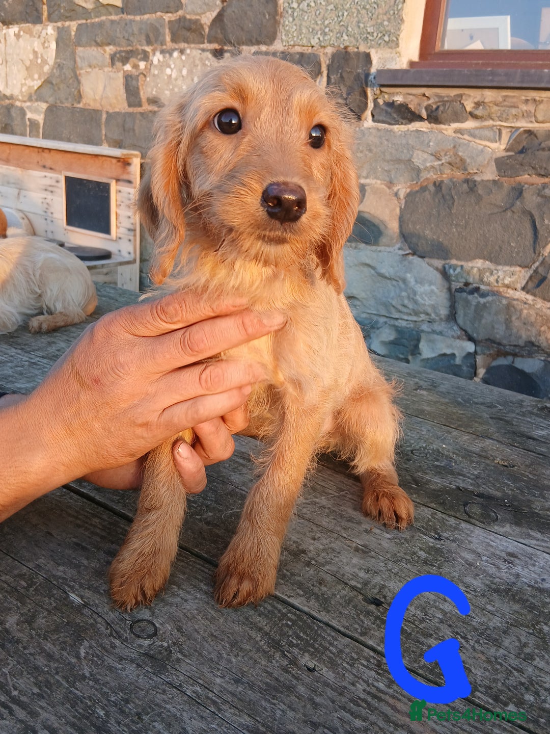 Labradoodle dogs for sale: Labradoodle pups for sale - Image 12