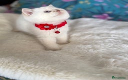 British Shorthair cats for sale: Quality British Shorthair kittens  - Image 18