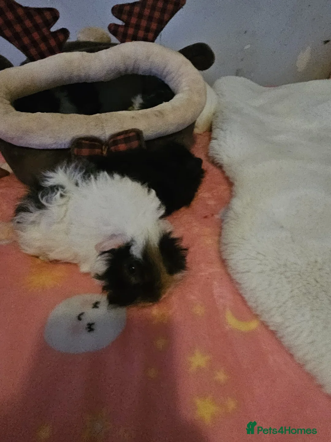 Guinea Pig rodents for sale: Adorable female guinea pig babies  in Nottingham - Advert 7