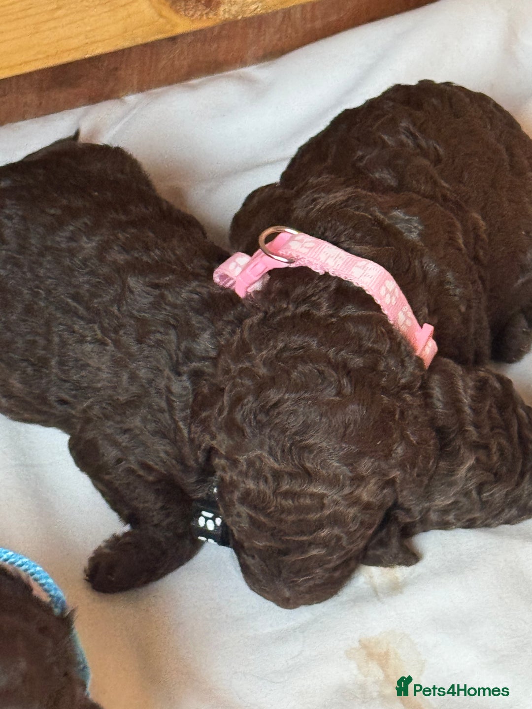 Labradoodle dogs for stud: Chocolate Standard Labradoodle Multigenerational  in Matlock - Advert 15