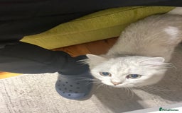 Persian cats for sale: PERSIAN CHINCHILLA - Image 7