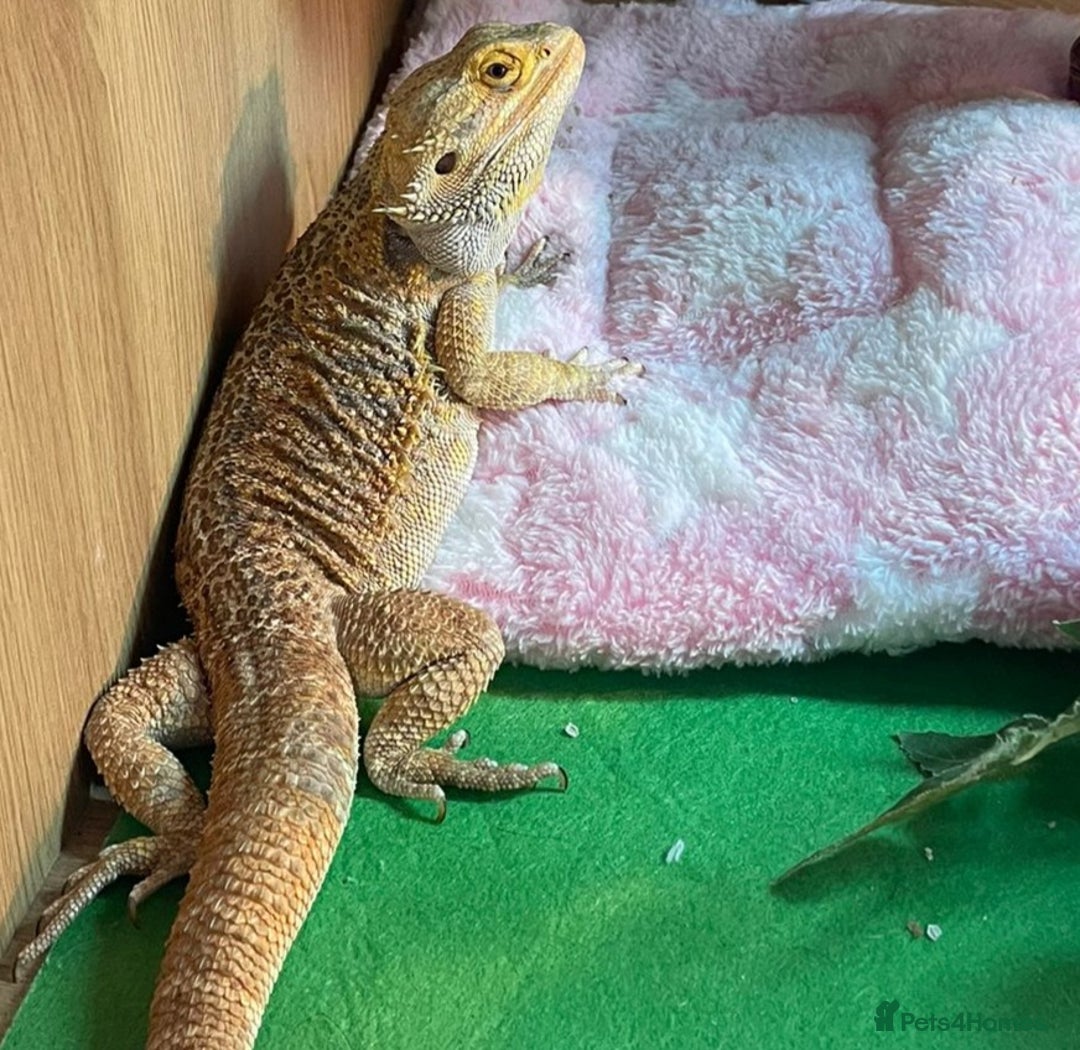 Bearded Dragon reptiles for sale: Bearded Dragon, beautiful female 3yrs old - Advert 2