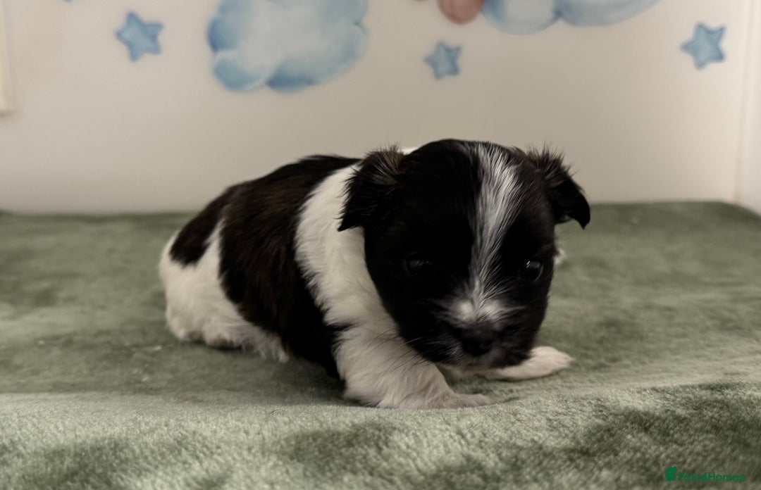Mixed Breed dogs for sale: Tiny Terrier mix puppies  - Advert 2