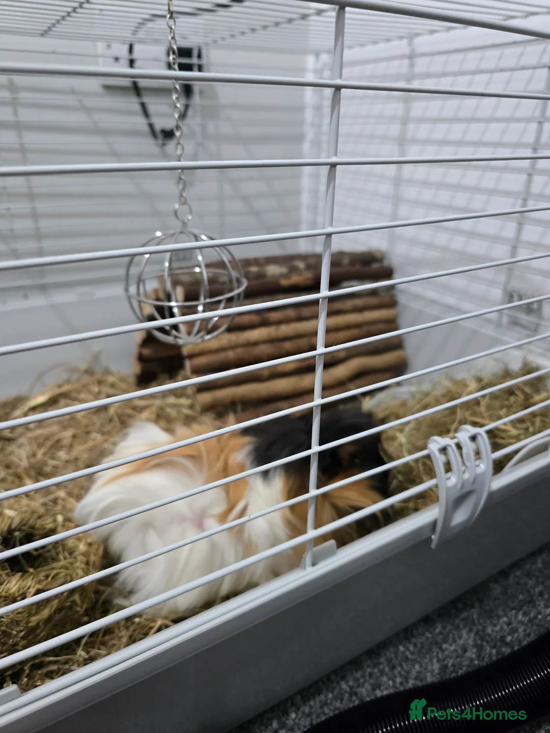 Mixed Breed reptiles for sale: 2 crested guinea pigs - Advert 1
