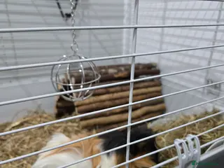 Mixed Breed reptiles 2 crested guinea pigs - Advert 1