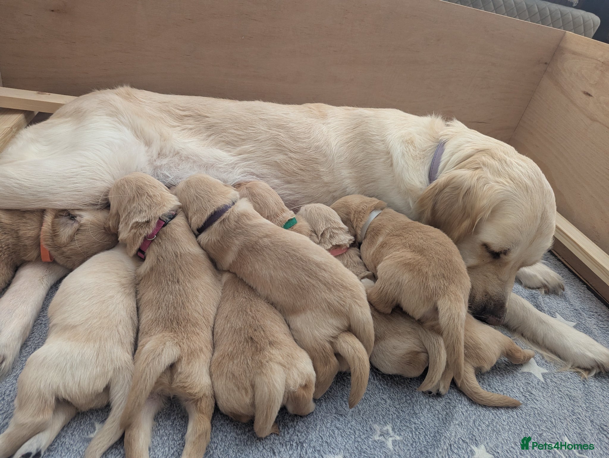 Golden Retriever dogs KC Pedigree Golden Retriever Puppies - Advert 1