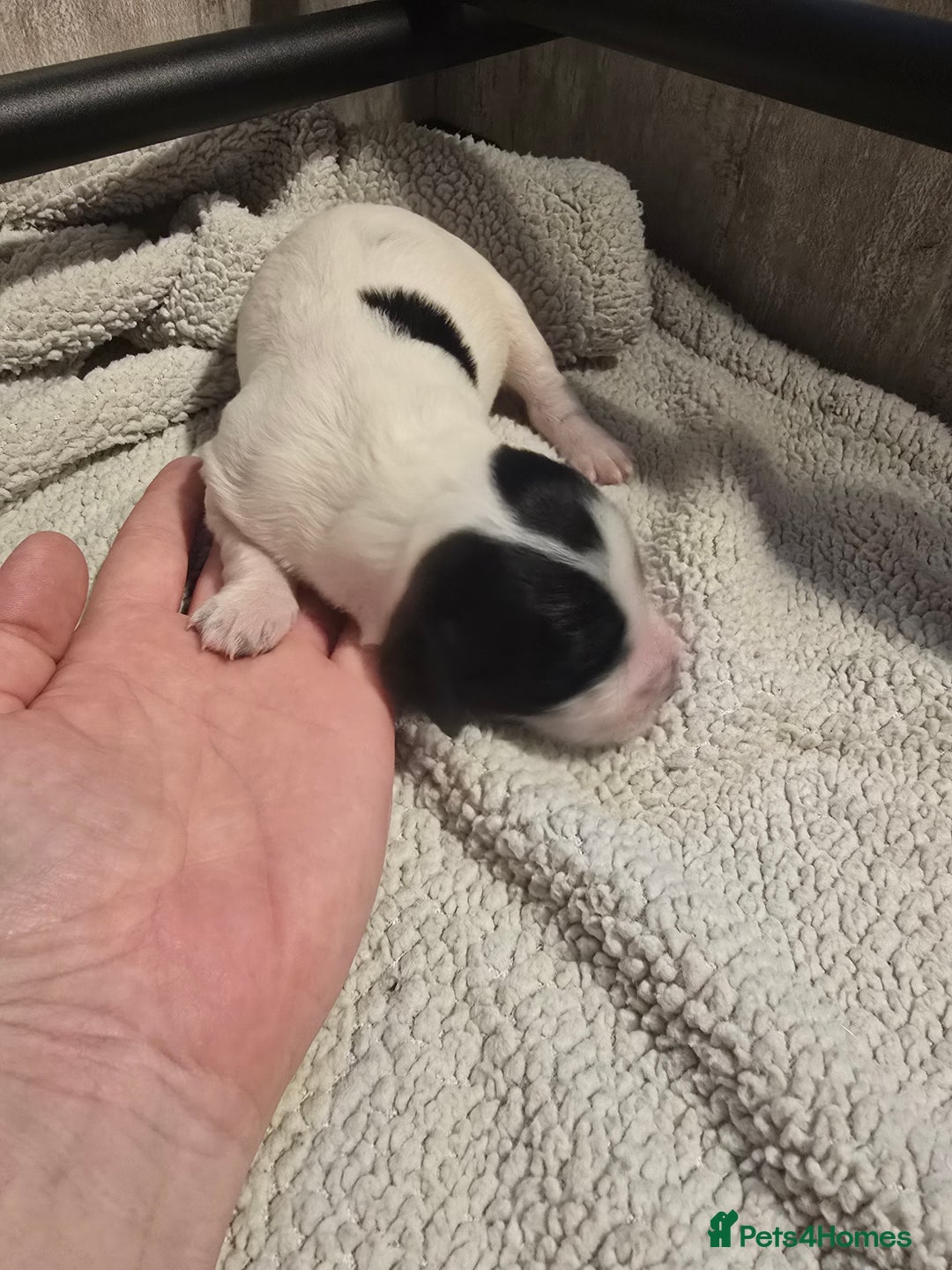 Mixed Breed dogs for sale: Cocker/collie mix puppys - Image 4