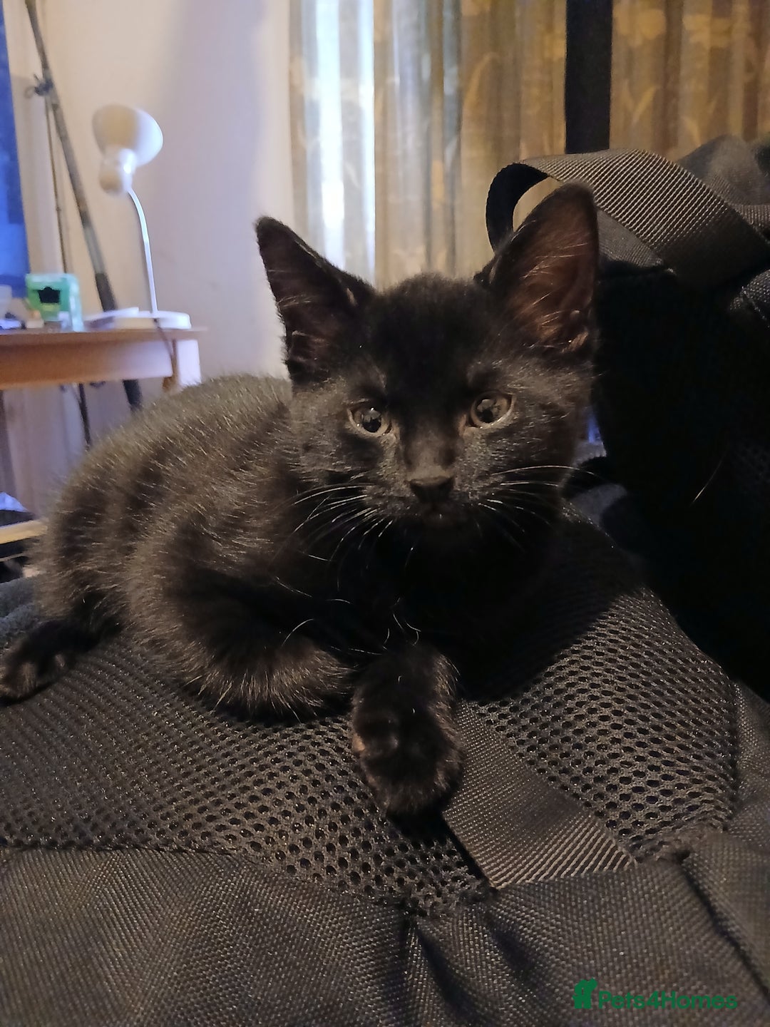 Mixed Breed cats for sale: Kittens for sale - Advert 4