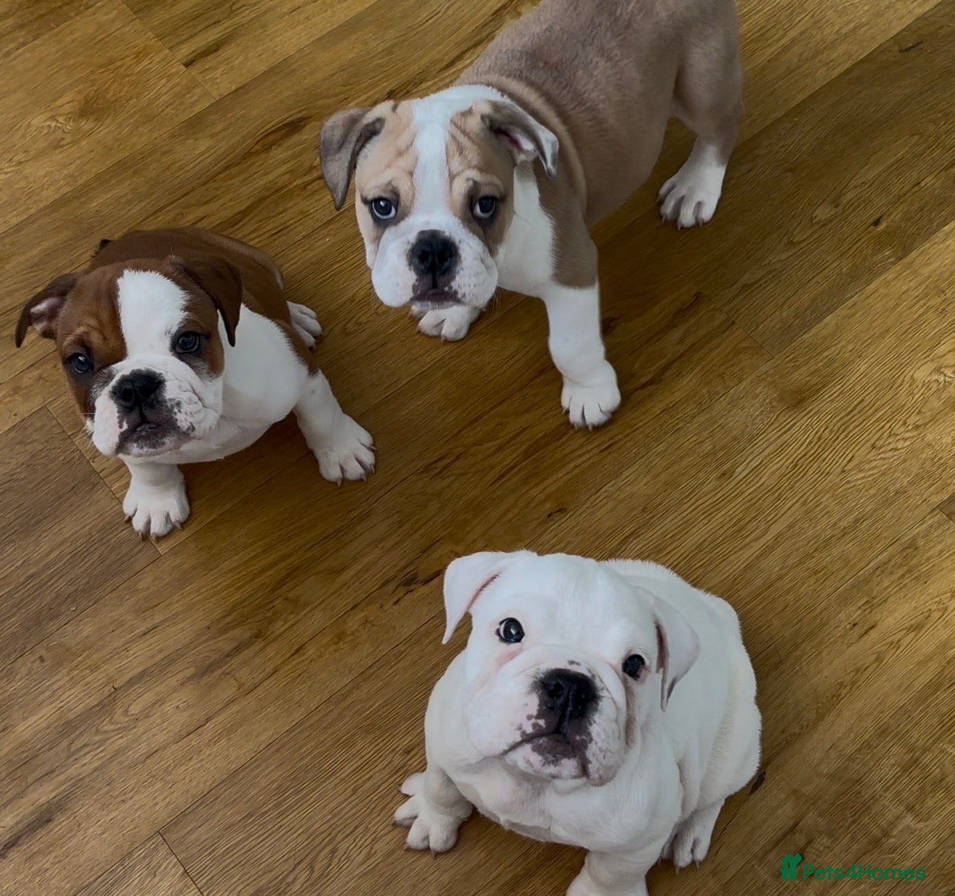 English Bulldog dogs 3 Red and white English bulldogs KC registered  - Advert 7