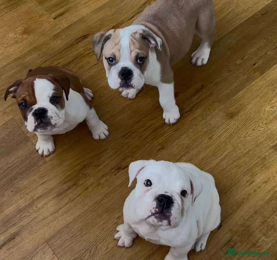 English Bulldog dogs for sale: 3 Red and white English bulldogs KC registered  - Advert 1