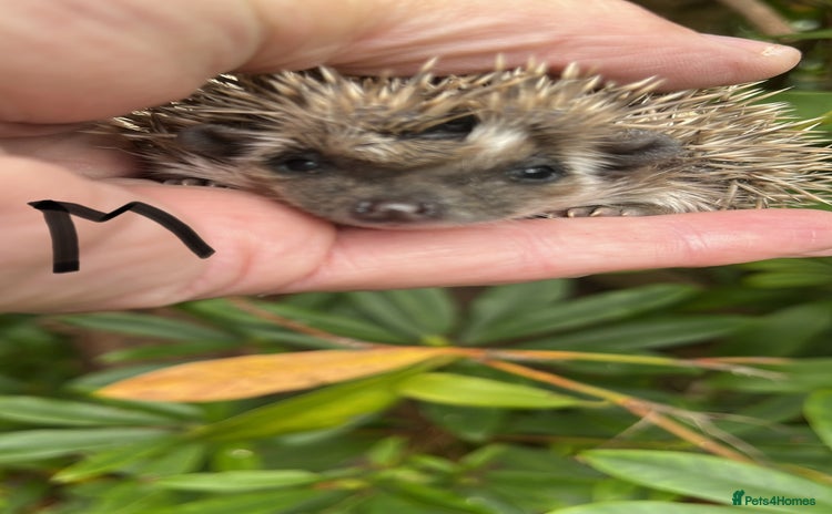 Pygmy Hedgehog rodents - Advert 3
