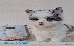 Yorkshire Terrier dogs for sale: Adorable Colourful yorkies 3 LEFT - Image 2