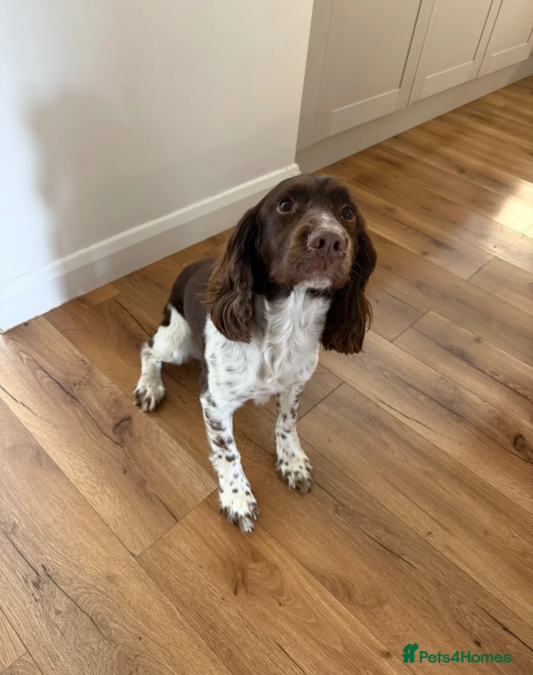 English Springer Spaniel dogs for sale: 🐶 KC 6 YEAR OLD SPRINGER SPANIEL 🐶 - Advert 3