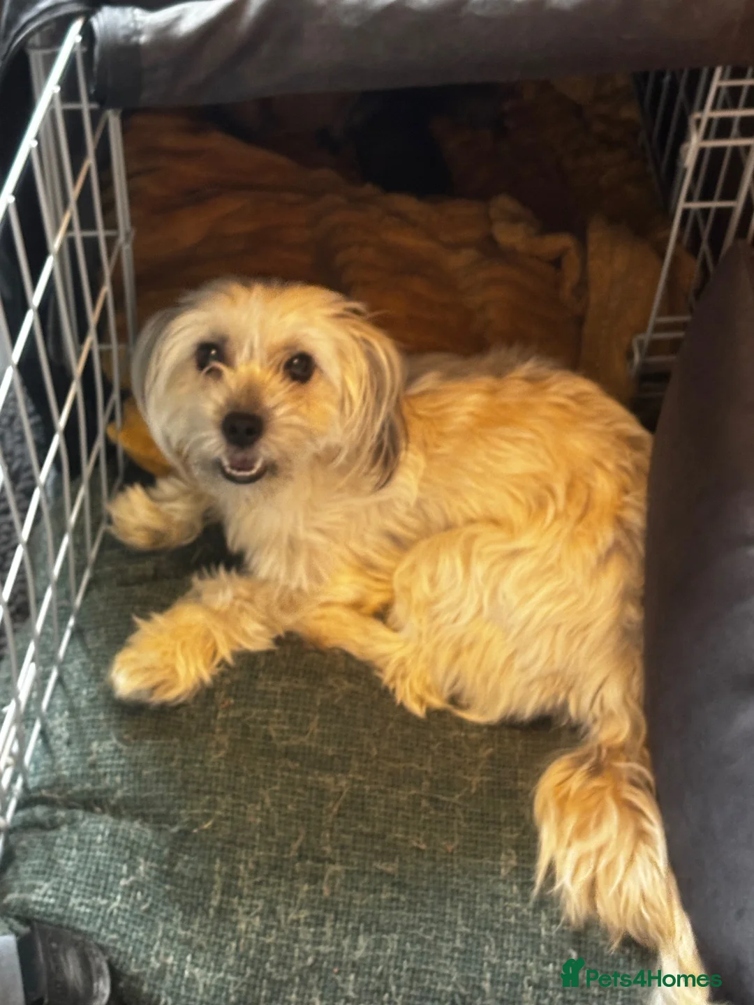 Yorkiepoo dogs for sale: Yorkipoo - Advert 1