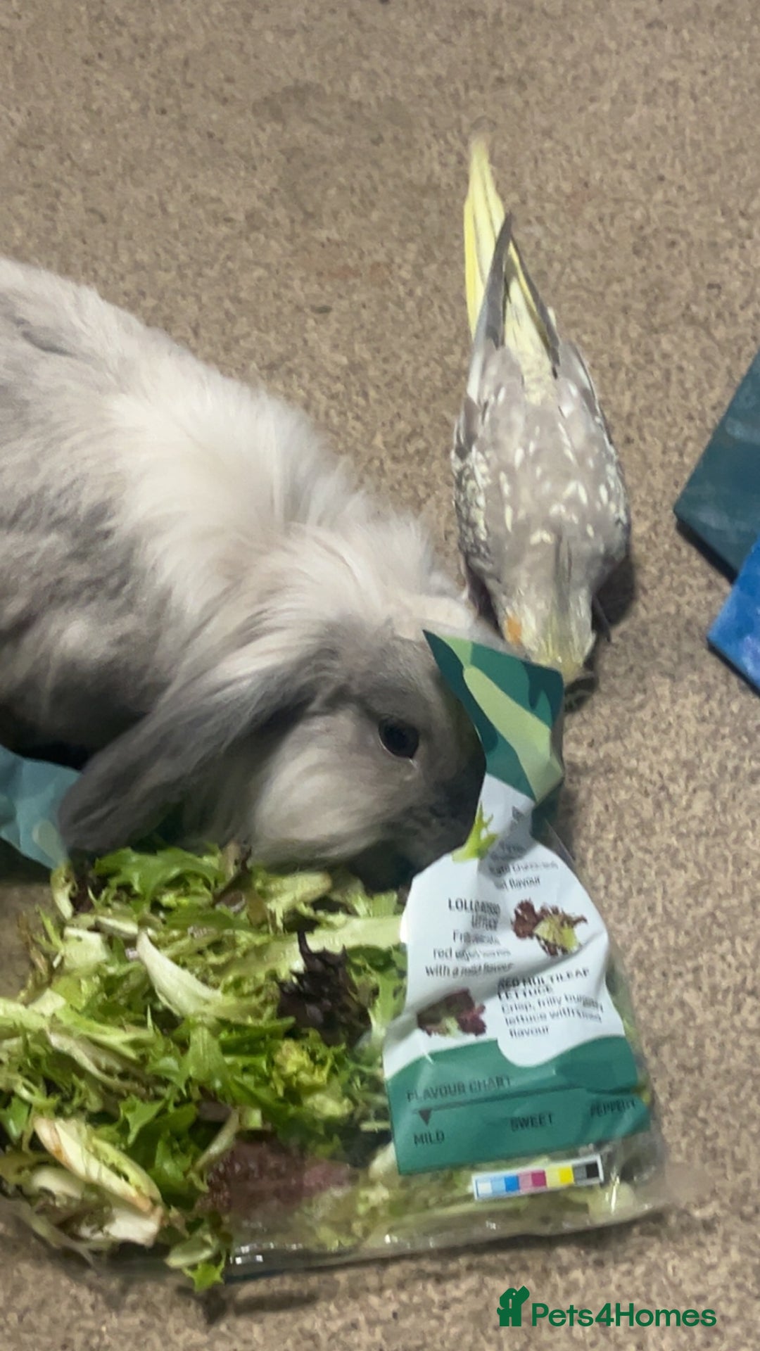 Lionhead rabbits for sale: Lionhead Rabbit, looking for a new home  - Image 4