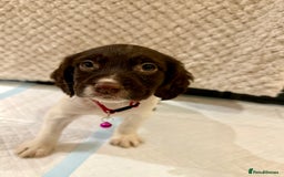 Cocker Spaniel dogs for sale: Cocker spaniel puppies ready for forever home - Advert 30