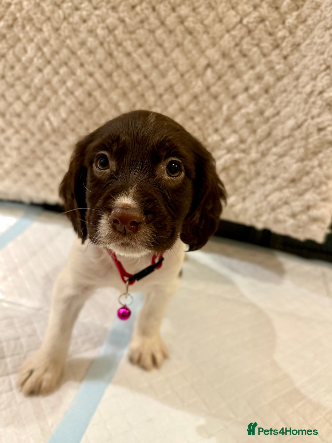 Cocker Spaniel dogs for sale: Cocker spaniel puppies ready for forever home - Advert 30