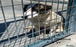 Mixed Breed dogs for adoption: Piper, 1.5 yrs approx. Available for adoption. - Image 5