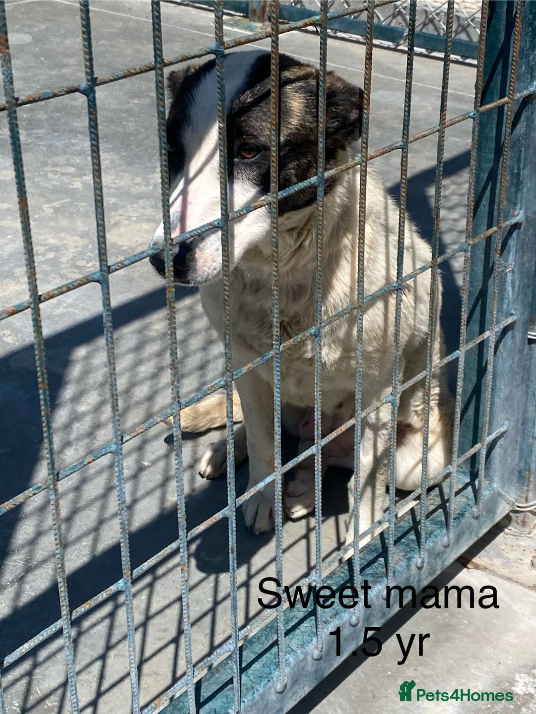 Mixed Breed dogs for adoption: Piper, 1.5 yrs approx. Available for adoption. - Image 5