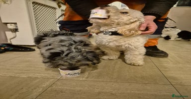 Cockapoo dogs - Advert 9