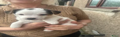 Jack Russell Puppy 2