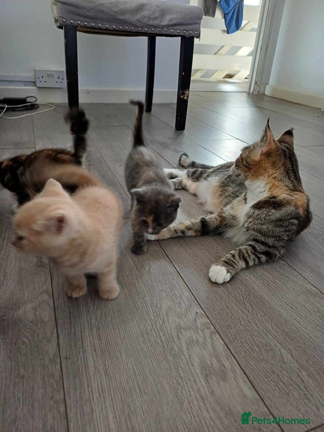 Mixed Breed cats for sale: Beautiful kittens - Image 20