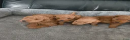 Toy Poodle dogs for sale: KC registered toy poodle puppies  in Darlington - Advert 10
