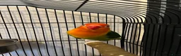 Lovebirds birds for sale: 2 lovebird pairs and cage for sale. in Brierley Hill - Advert 7