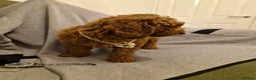 Miniature Poodle dogs for sale: READY NOW Red Minature Poodle Pups for sale. - Advert 11