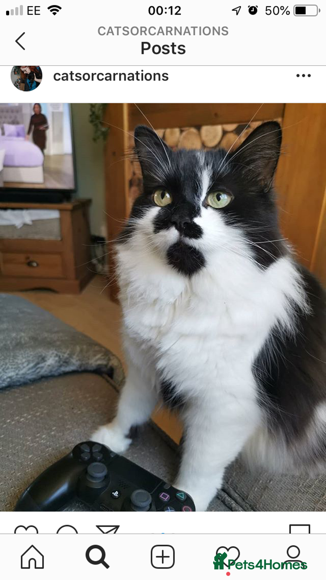 British Longhair cats for sale: Meet Tinca - Image 17