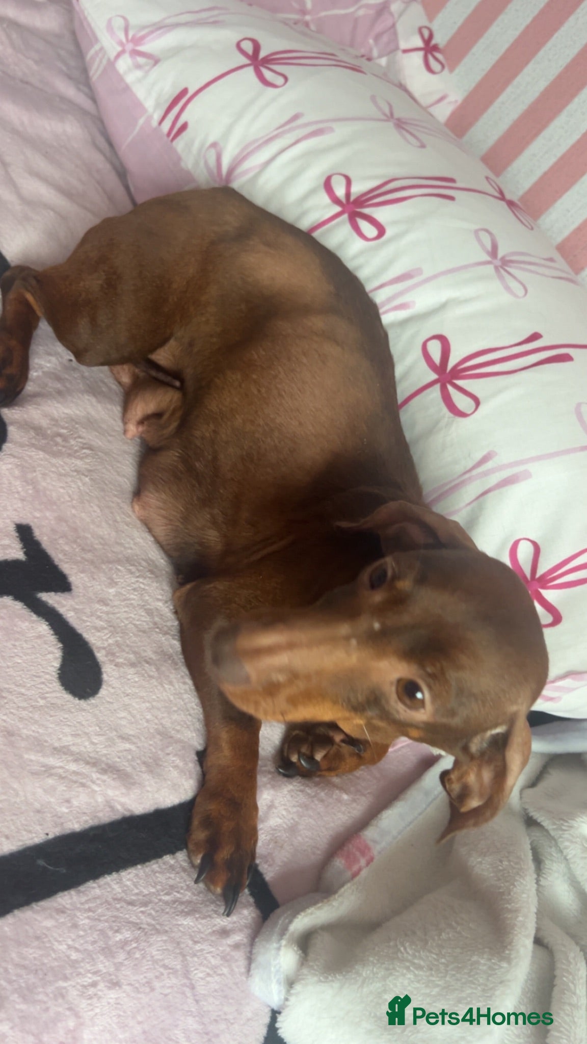 Dachshund dogs 3 gorgeous dachshund puppieS - Advert 1