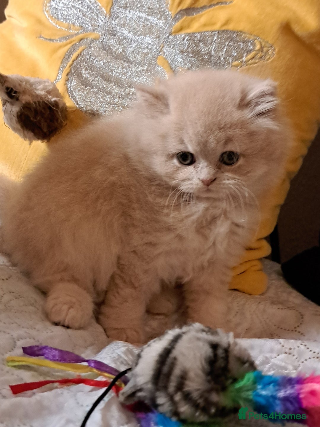 British Longhair cats for sale: Chunky BLH kitten.PET ONLY - Image 5